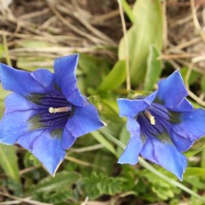 Photographie n°159885 du taxon Gentiana angustifolia Vill. [1787]