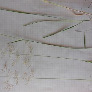 Photographie n°159894 du taxon Agrostis vulgaris With.