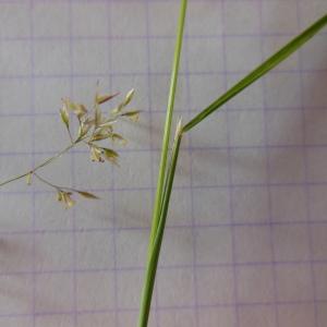 Photographie n°159895 du taxon Agrostis vulgaris With.