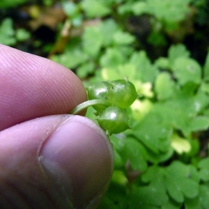 Photographie n°159903 du taxon Adoxa moschatellina L. [1753]