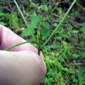 Photographie n°159925 du taxon Sanicula europaea L. [1753]