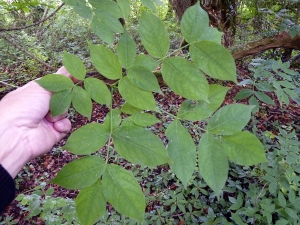 Emmanuel Stratmains, le 30 juin 2013 (Cheffreville-Tonnencourt (le friscorioux))