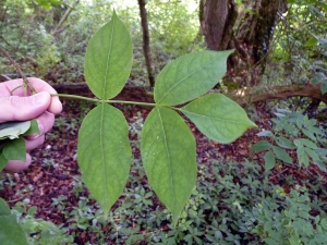 Emmanuel Stratmains, le 30 juin 2013 (Cheffreville-Tonnencourt (le friscorioux))