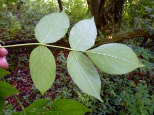 Emmanuel Stratmains, le 30 juin 2013 (Cheffreville-Tonnencourt (le friscorioux))