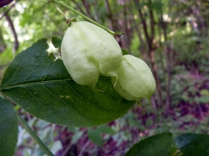 Emmanuel Stratmains, le 30 juin 2013 (Cheffreville-Tonnencourt (le friscorioux))