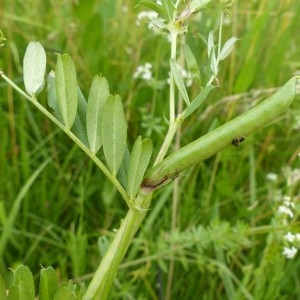 Photographie n°159931 du taxon Vicia sativa L. [1753]