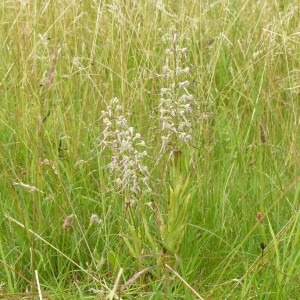 Photographie n°159934 du taxon Himantoglossum hircinum (L.) Spreng. [1826]