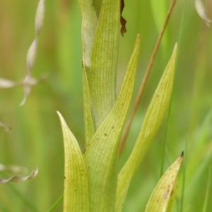 Photographie n°159935 du taxon Himantoglossum hircinum (L.) Spreng. [1826]