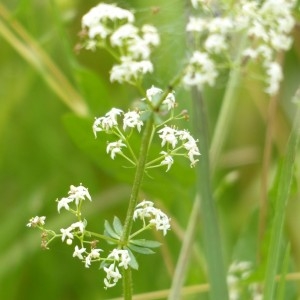 Photographie n°159943 du taxon Galium mollugo L. [1753]