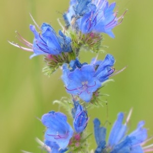 Photographie n°159947 du taxon Echium vulgare L. [1753]