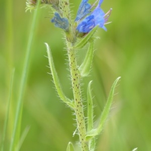 Photographie n°159948 du taxon Echium vulgare L. [1753]