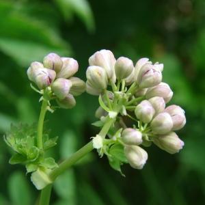 Thalictrum borderei Gand. (Colombine panachée)