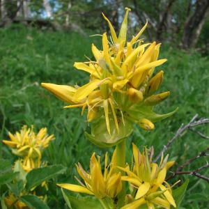 Photographie n°159967 du taxon Gentiana lutea L.