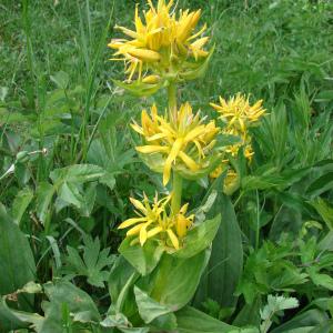 Photographie n°159971 du taxon Gentiana lutea L.