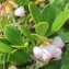  Marie  Portas - Arctostaphylos uva-ursi (L.) Spreng. [1825]