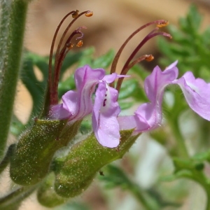 Photographie n°159986 du taxon Teucrium botrys L. [1753]