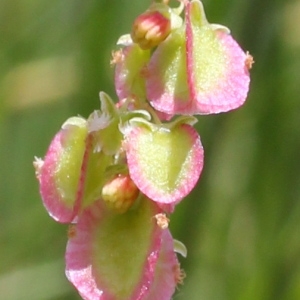 Rumex rupifragus Gand. (Oseille ronde)