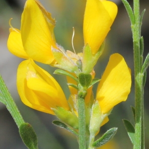 Telinaria cinerea (Vill.) C.Presl (Genêt cendré)