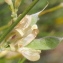  Marie  Portas - Genista cinerea (Vill.) DC. [1805]