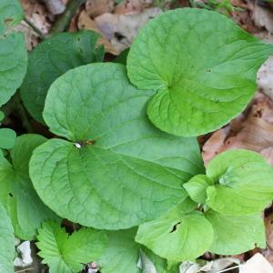 Photographie n°160000 du taxon Viola mirabilis L.