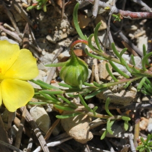 Photographie n°160012 du taxon Fumana procumbens (Dunal) Gren. & Godr. [1847]