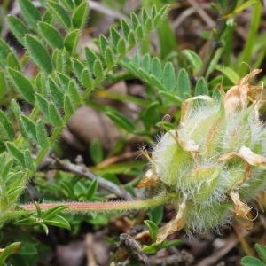 Photographie n°160018 du taxon Astragalus purpureus Lam.