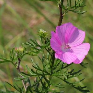 Photographie n°160028 du taxon Malva moschata L. [1753]