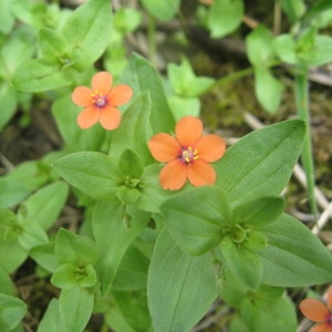 Photographie n°160031 du taxon Lysimachia arvensis (L.) U.Manns & Anderb. [2009]