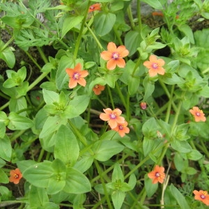 Photographie n°160032 du taxon Lysimachia arvensis (L.) U.Manns & Anderb. [2009]