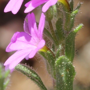 Erinus alpinus L. (Érine des Alpes)