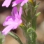  Marie  Portas - Erinus alpinus L.