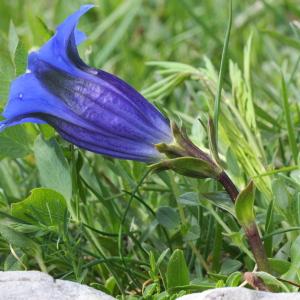 Photographie n°160042 du taxon Gentiana angustifolia Vill.