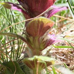 Photographie n°160043 du taxon Ajuga pyramidalis var. pyramidalis 