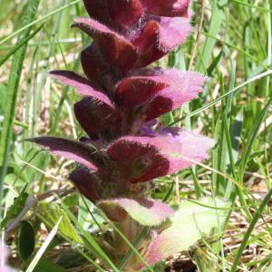 Photographie n°160044 du taxon Ajuga pyramidalis var. pyramidalis 