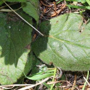 Photographie n°160045 du taxon Ajuga pyramidalis var. pyramidalis 