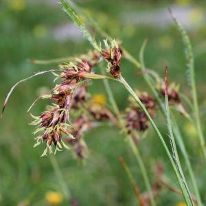 Luzula pediformis (Chaix) DC. (Luzule penchée)