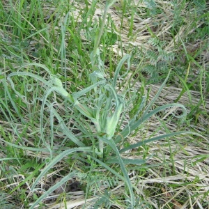 Photographie n°160051 du taxon Tragopogon pratensis L. [1753]