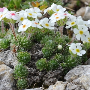 Photographie n°160052 du taxon Androsace villosa L.