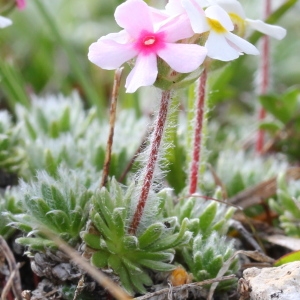 Photographie n°160053 du taxon Androsace villosa L.