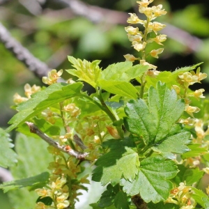 Photographie n°160068 du taxon Ribes alpinum L. [1753]