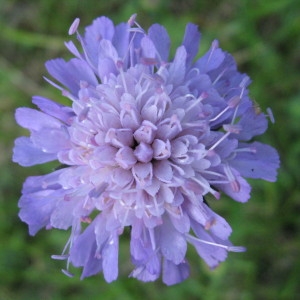 Photographie n°160074 du taxon Knautia arvensis (L.) Coult. [1828]