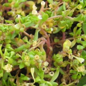 Montia minor var. latifolia Cariot & St.-Lag. (Montie à graines cartilagineuses)