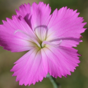 Dianthus sylvestris Wulfen