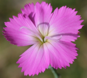 Marie  Portas, le 20 juin 2010 (Châtillon-en-Diois)