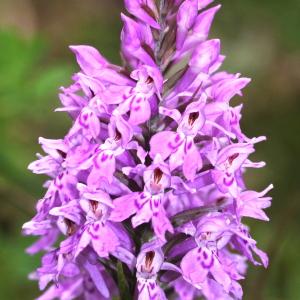  - Dactylorhiza fuchsii var. fuchsii 