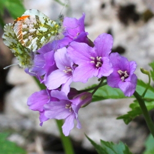 Dentaria digitata Lam. (Cardamine à cinq folioles)