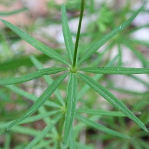 Galium mucronatum Lam. (Gaillet aristé)