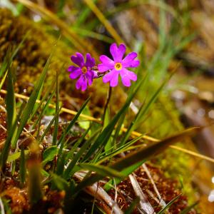 Photographie n°160119 du taxon Primula farinosa L. [1753]