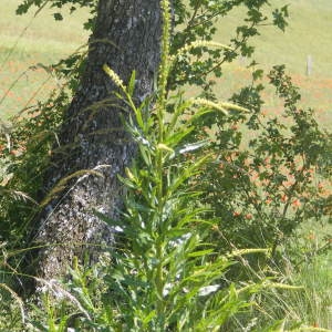 Photographie n°160121 du taxon Reseda luteola L. [1753]