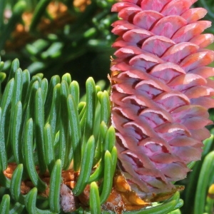 Photographie n°160122 du taxon Picea abies (L.) H.Karst.